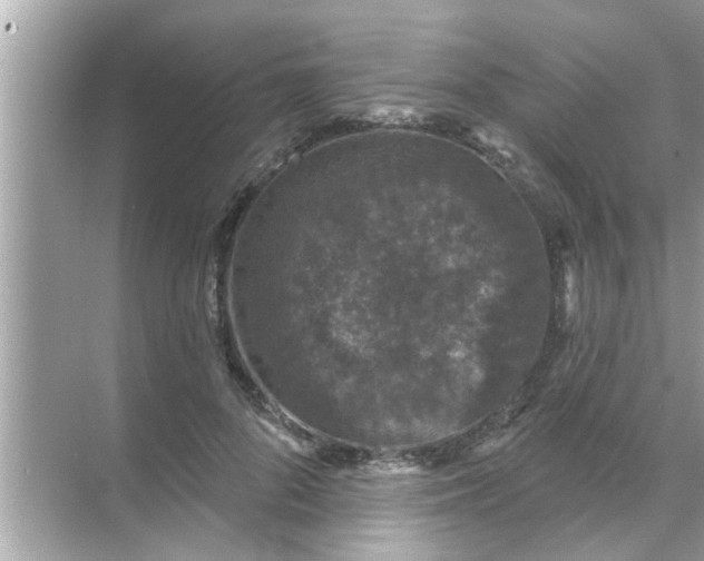 X0000070860696200606302046