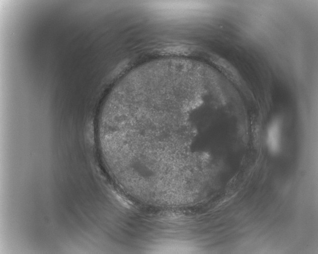 X0000070860729200606302045