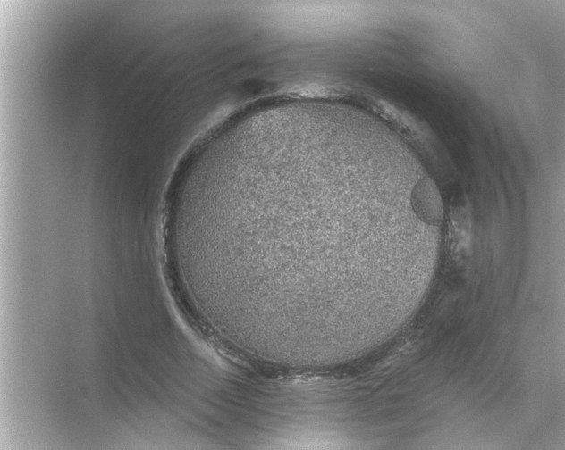 X0000070860730200606302045