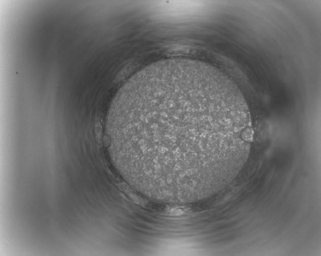 X0000070860753200606302045