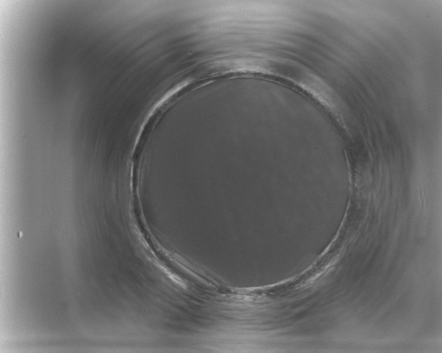 X0000070860790200606302044