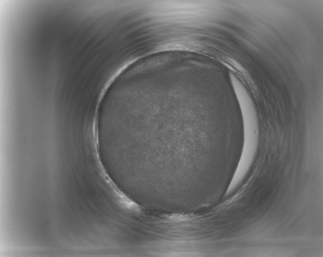 X0000070860796200606302044