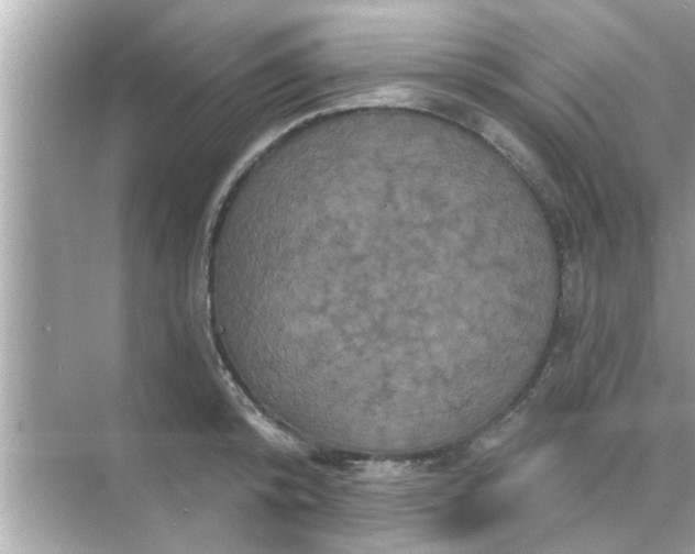 X0000070860800200606302044