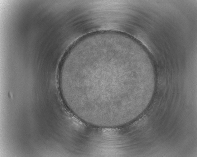 X0000070860832200606302043