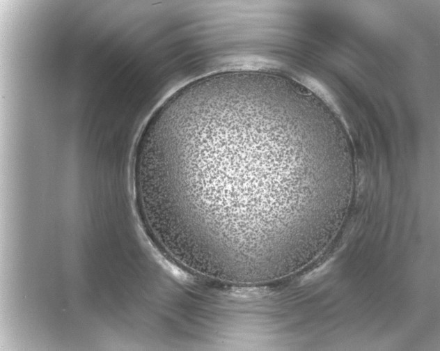 X0000070860843200606302044