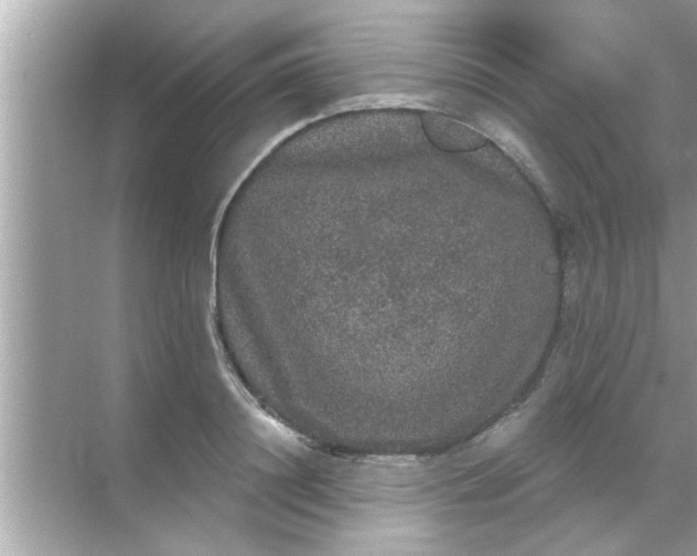 X0000070860844200606302044