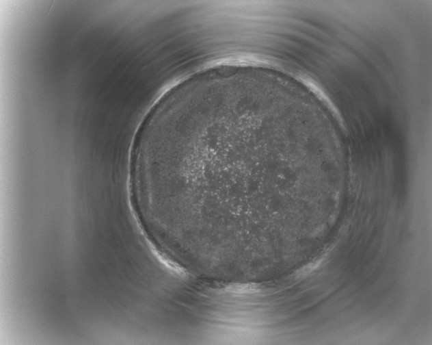 X0000070860845200606302044