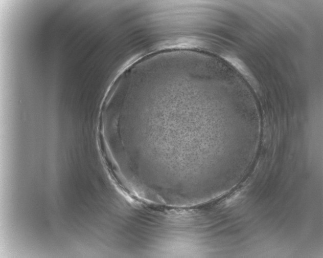 X0000070860850200606302044