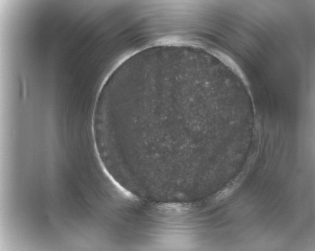 X0000070860855200606302044