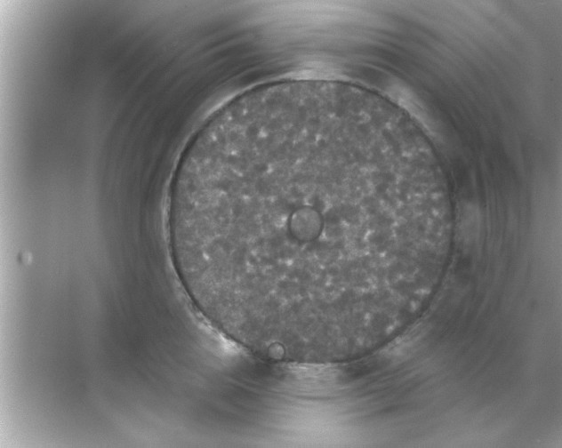 X0000070860856200606302044