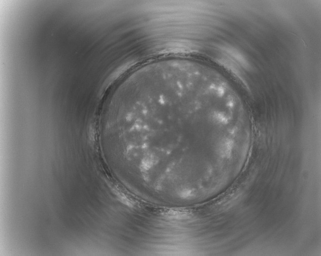 X0000070860874200606302043