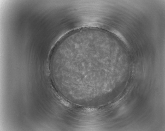 X0000070860878200606302043