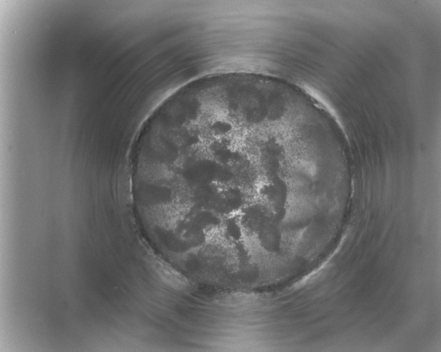 X0000070860925200606302042