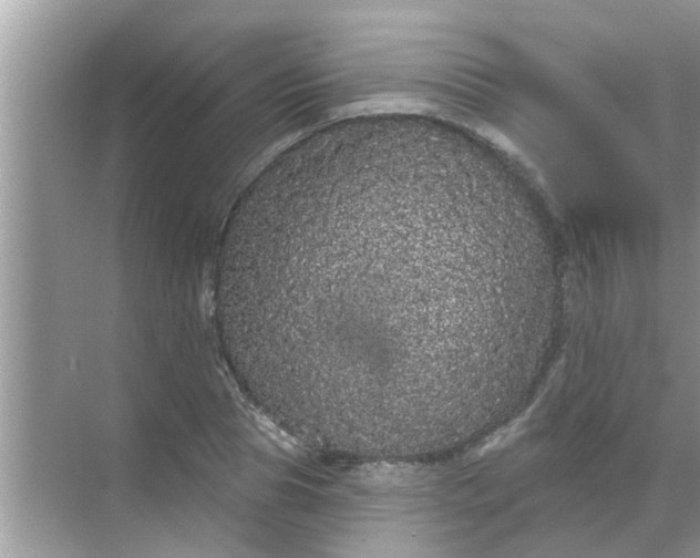 X0000070860929200606302042