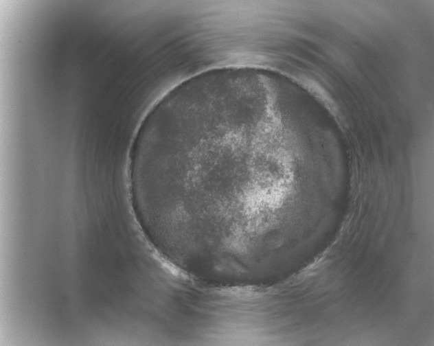 X0000070860990200606302041