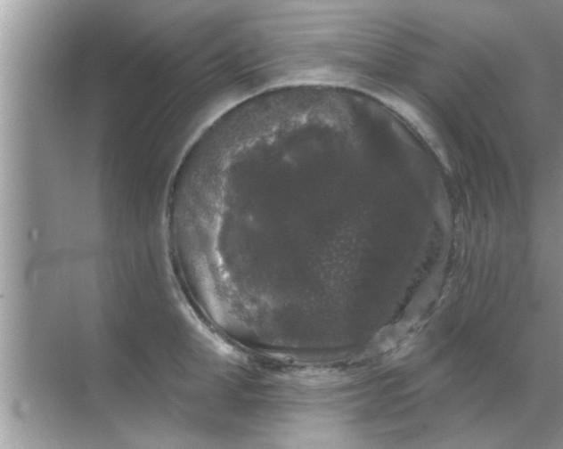 X0000070860998200606302041