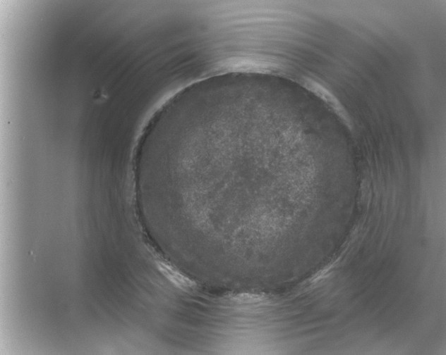 X0000070861027200606302040