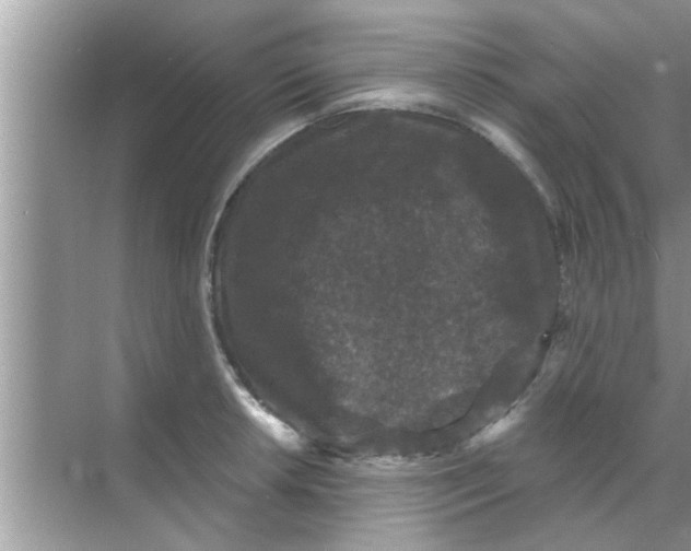 X0000070861042200606302041