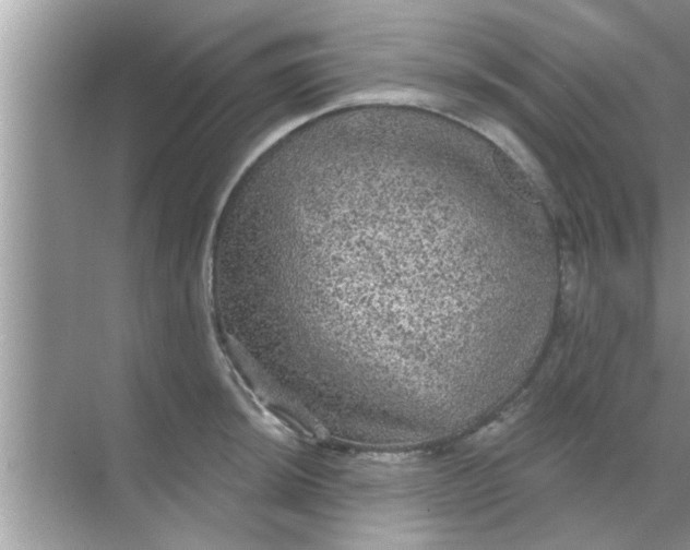 X0000070861044200606302041