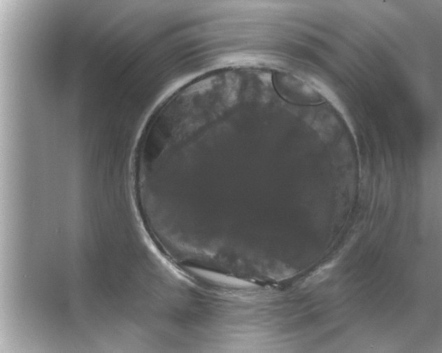 X0000070861045200606302041