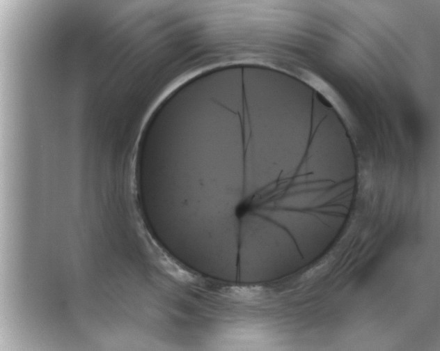 X0000070861052200606302041