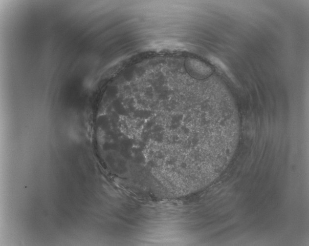 X0000070861063200606302040