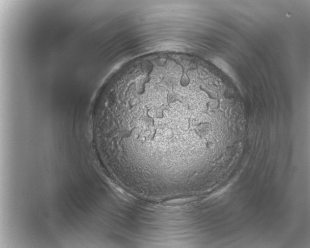 X0000070861067200606302040