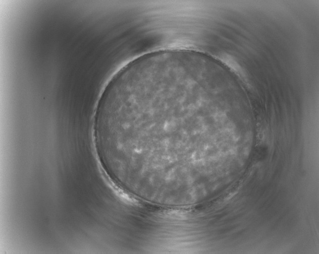 X0000070861086200606302040