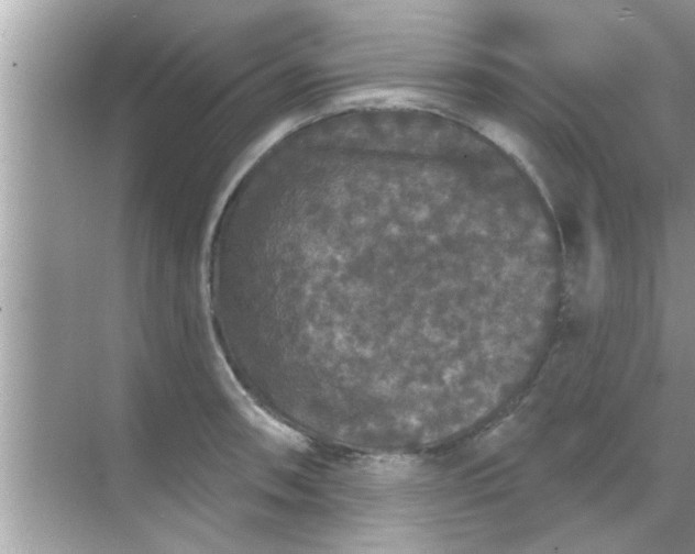 X0000070861090200606302039