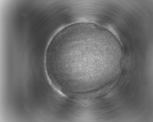 X0000070861096200606302039