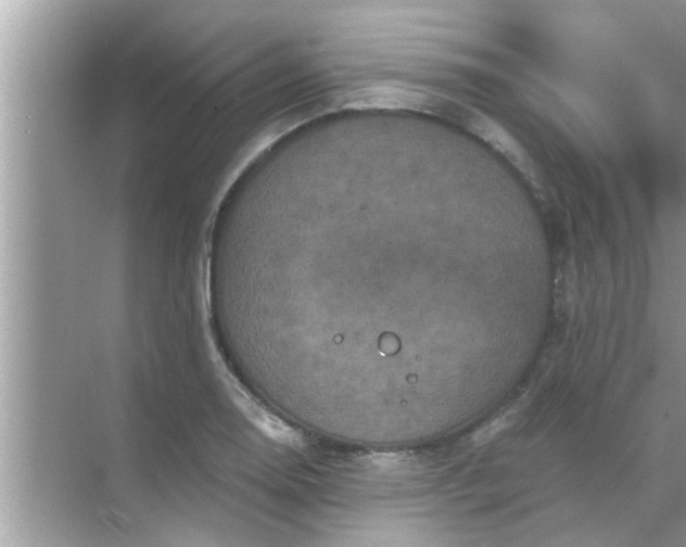 X0000070861130200606302039