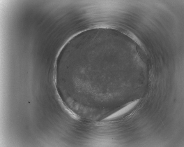 X0000070861132200606302039