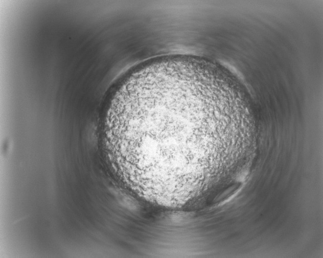 X0000070861163200606302038