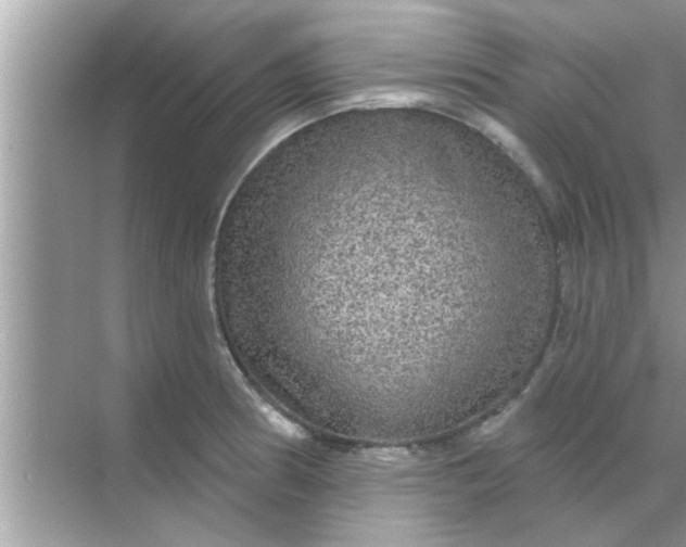 X0000070861186200606302038