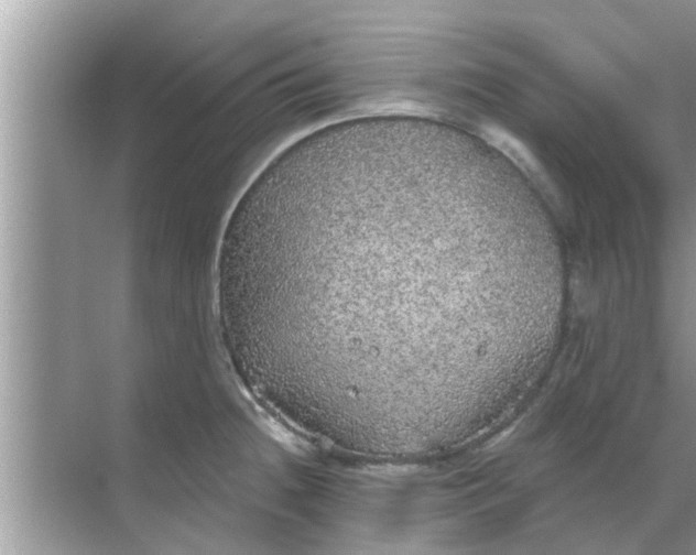 X0000070861236200606302037