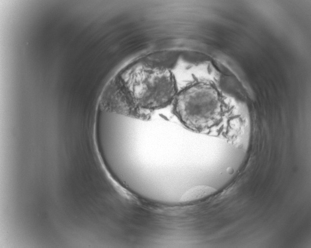 X0000070861245200606302038