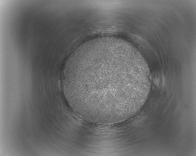 X0000070861252200606302037