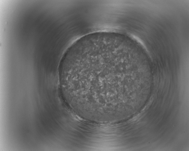 X0000070861267200606302036