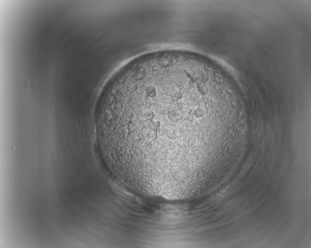 X0000070861271200606302036