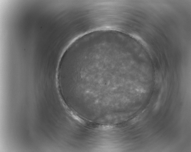 X0000070861278200606302036