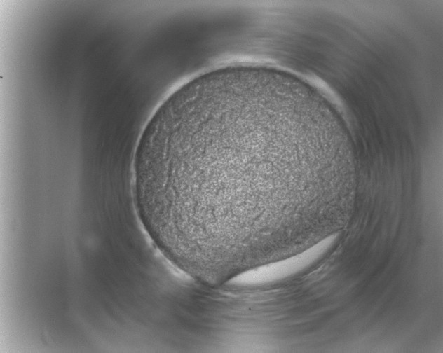 X0000070861287200606302036