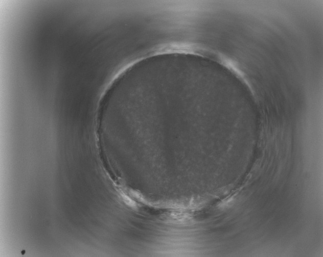 X0000070861312200606302035