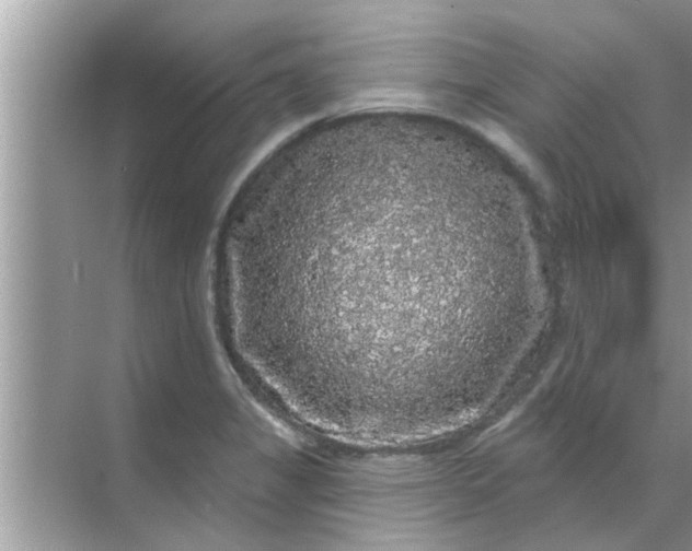 X0000070861325200606302036