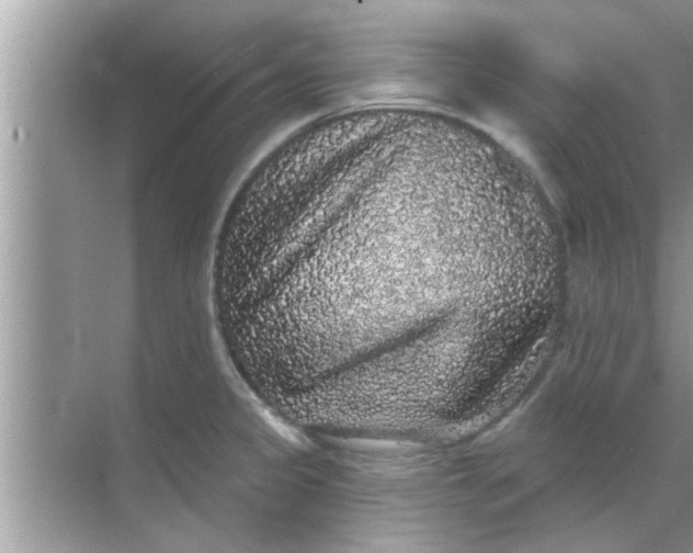 X0000070861333200606302036