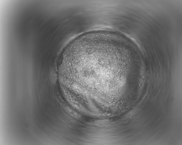 X0000070861363200606302035