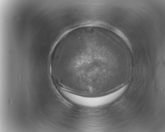 X0000070861368200606302035