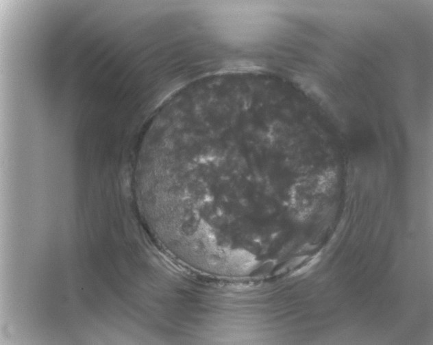 X0000070861401200606302034