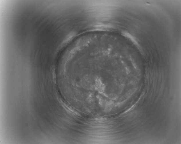 X0000070861403200606302034