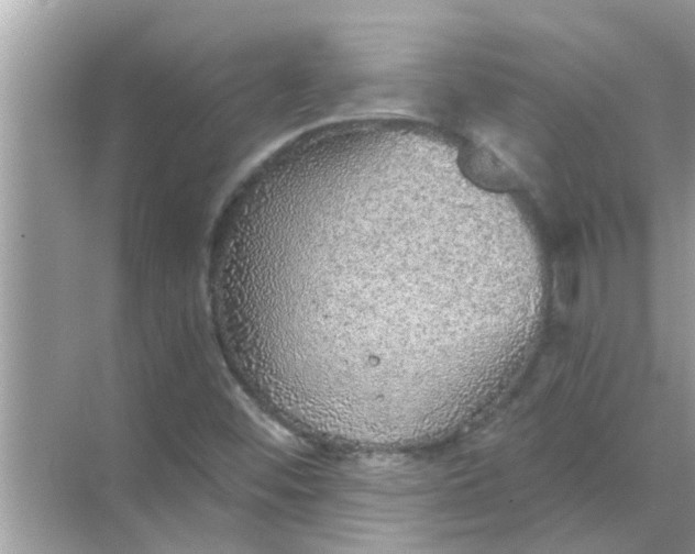 X0000070861452200606302033