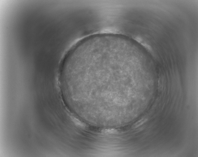 X0000070861454200606302033